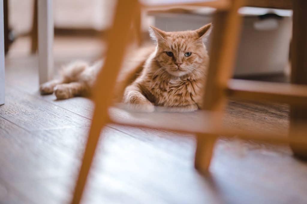gatto cucina.jpg