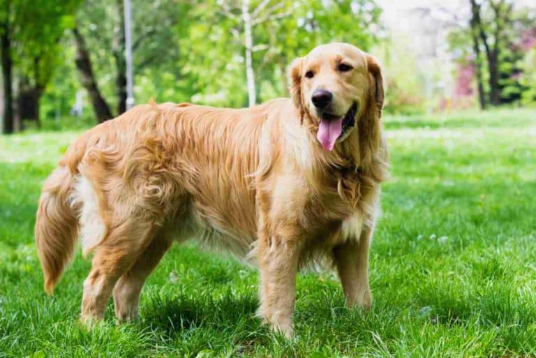 I Golden Retriever potrebbero vivere più a lungo: scoperto il gene che li fa ammalare di tumore 1 golden retriever.jpg