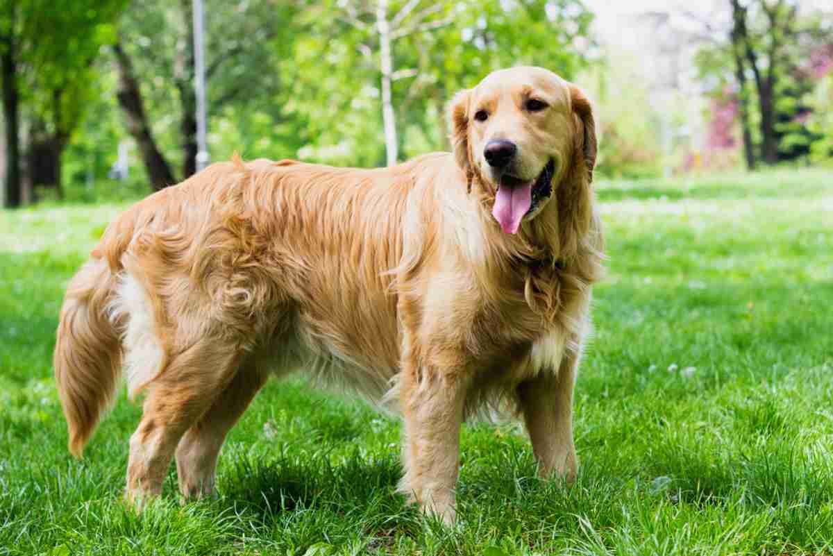 golden retriever.jpg