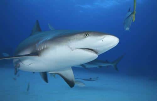 grey reef shark m.jpg