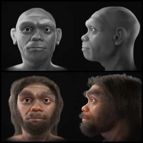 homo longi 500x500.jpg
