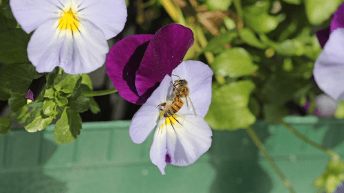 insect on pansy m.png
