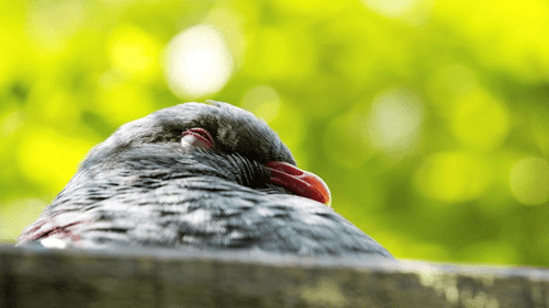 kereru drunk m.png