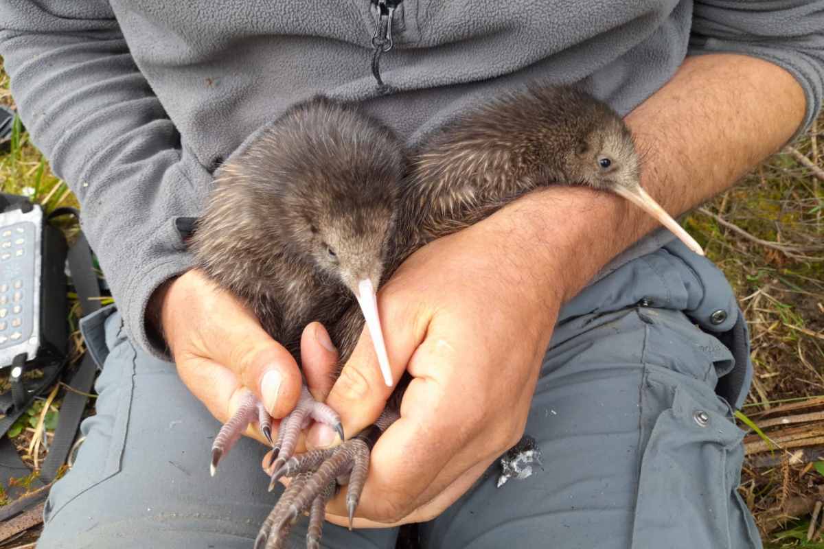 kiwi nz.jpg