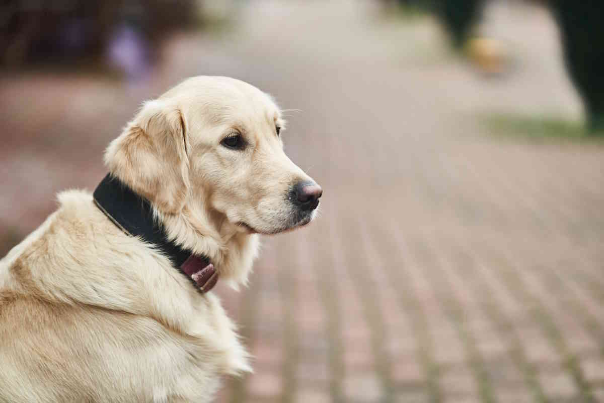 labrador retrieve.jpg