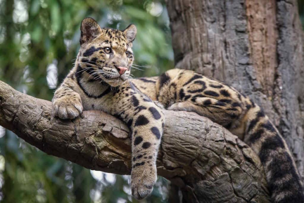 leopardo nebuloso.jpg