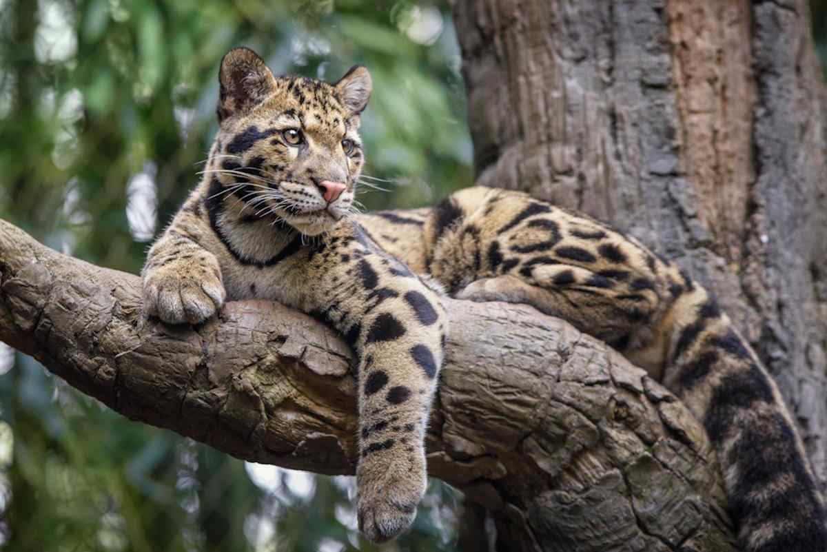 Leopardo nebuloso, alla scoperta del felino in grado di camminare a testa in giù sui tronchi degli alberi 1 leopardo nebuloso.jpg