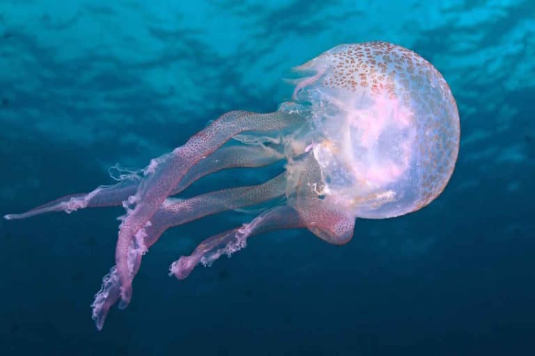medusa.jpg