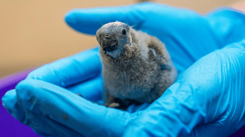 mitchell s lorikeet chick m.png