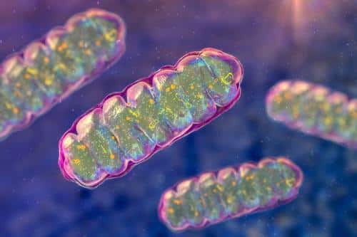 mitochondria krebs cycle m.jpg