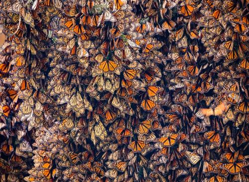 monarch butterflies m.jpg
