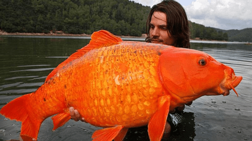 I pesci rossi domestici abbandonati minacciano i Grandi Laghi 1 monster goldfish m.png