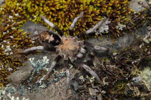 nuova specie di tarantola 500x333.jpg