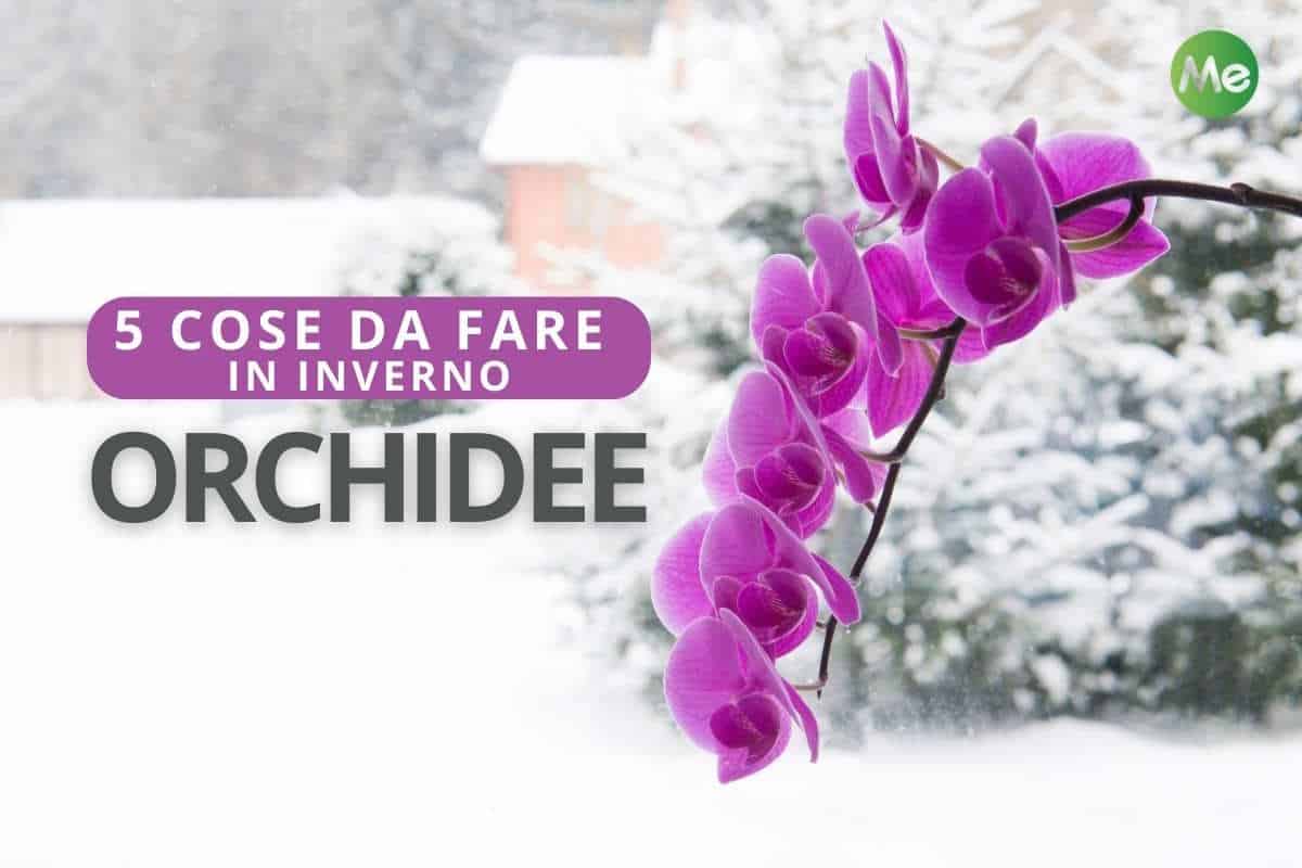 orchidea inverno 2.jpg