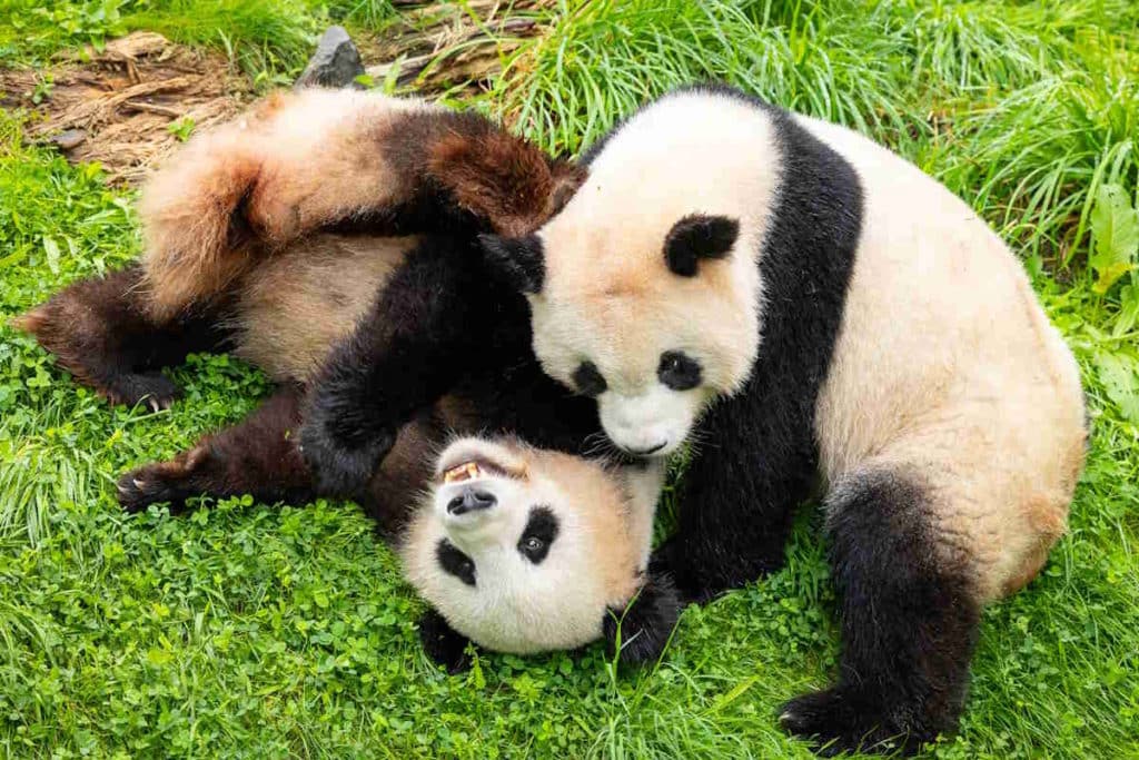 panda.jpg