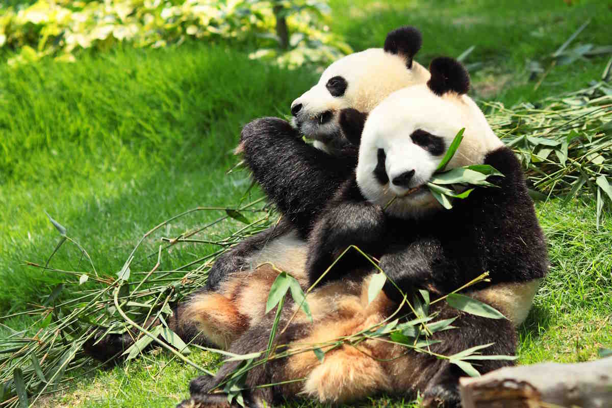 panda cibo.jpg