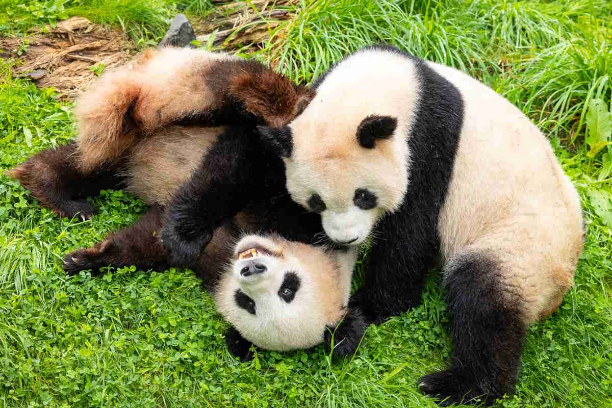 panda.jpg