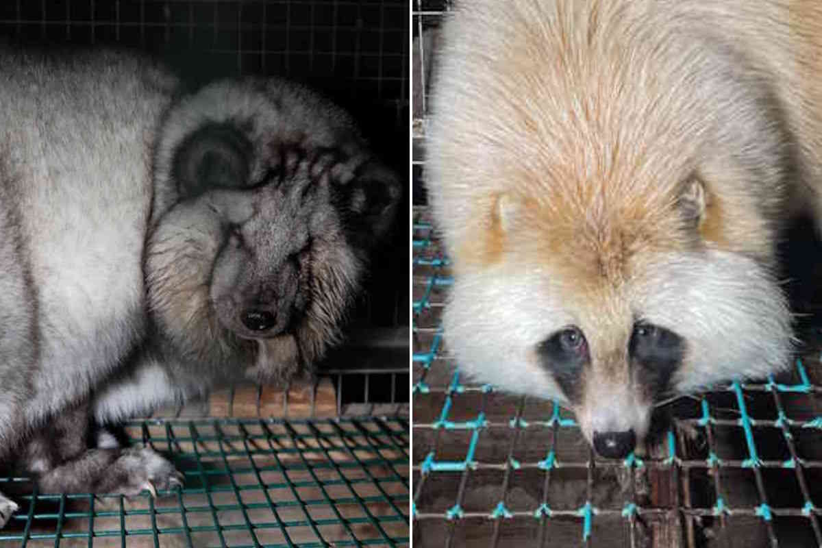 Pellicce: per gli animali rinchiusi nelle gabbie degli allevamenti intensivi non è mai Natale 1 pellicce.jpg