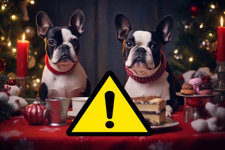 pericolo cibo cani natale.jpg