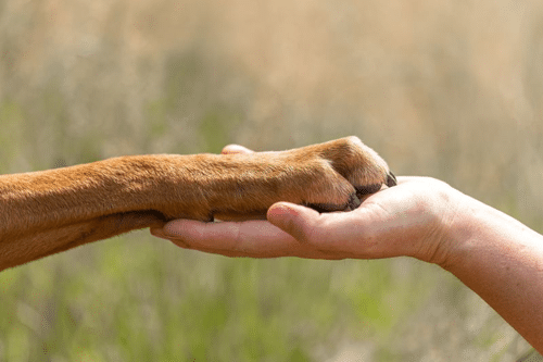 photograph of a human s hand right holding a brown dog s paw left m.png