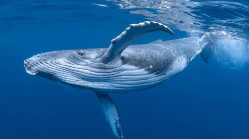 photograph of a humpback whale showing its belly from the side m.jpg