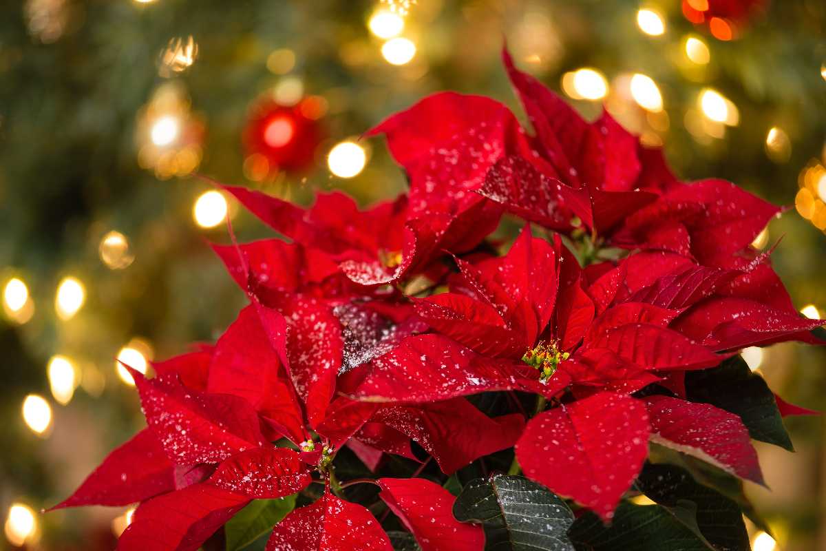 Sai come la poinsettia è diventata la pianta simbolo del Natale? 1 piante di natale.jpg