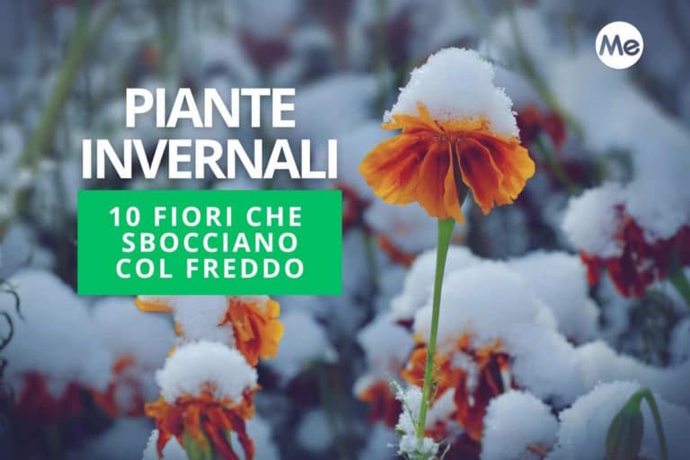 piante invernali.jpg