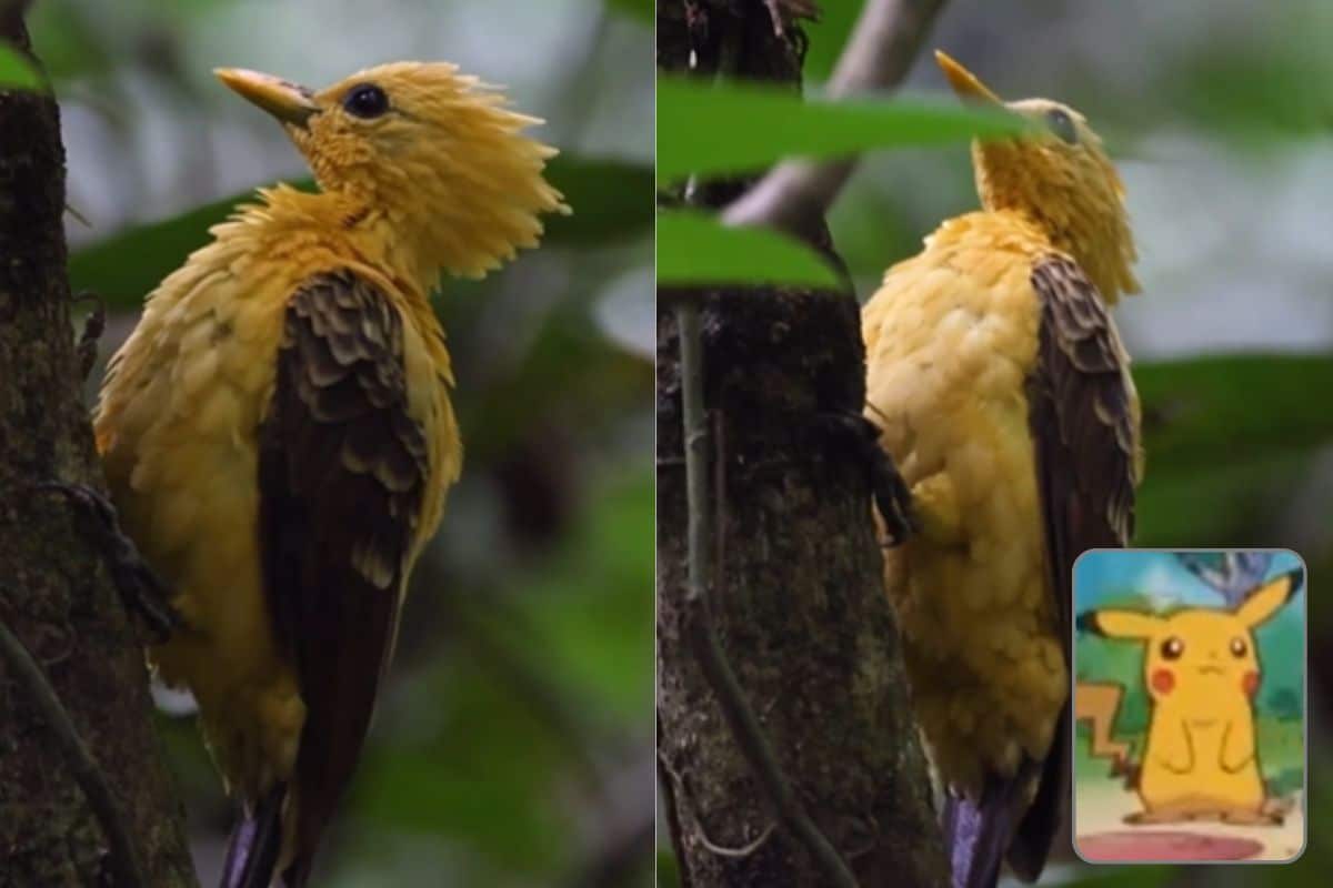 Osservato un rarissimo picchio giallo nella foresta amazzonica, “è il Pikachu dei picchi” 1 picchio pokemon.jpg