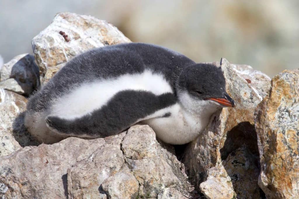 pinguini sonno.jpg