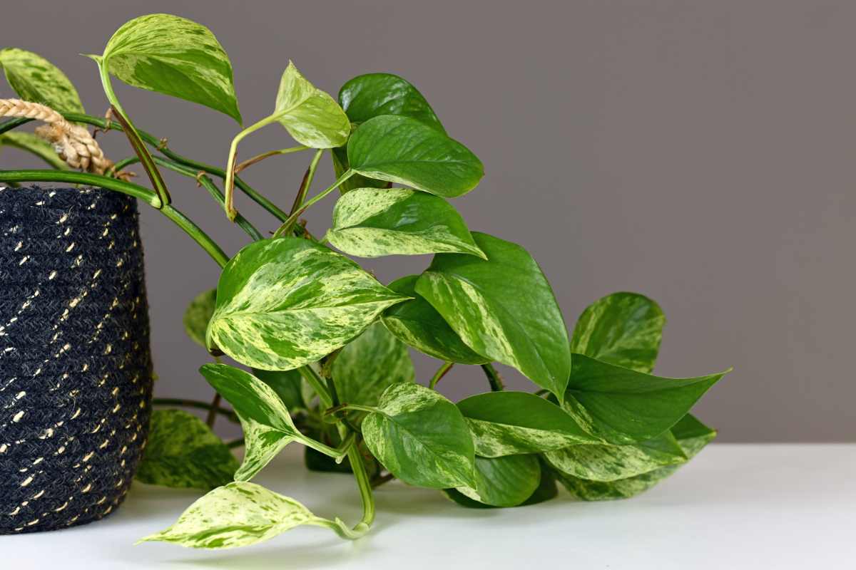 Pothos vite d’argento: come coltivare la pianta rampicante che purifica l’aria 1 pothos vite dargento.jpg