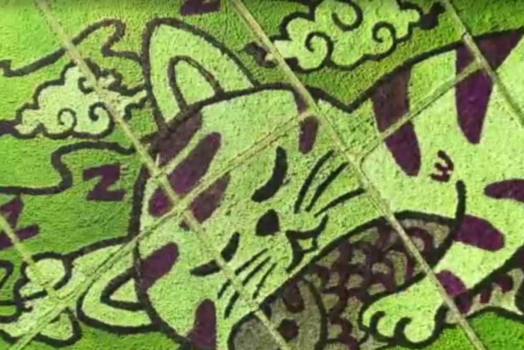 risaie gatto.jpg
