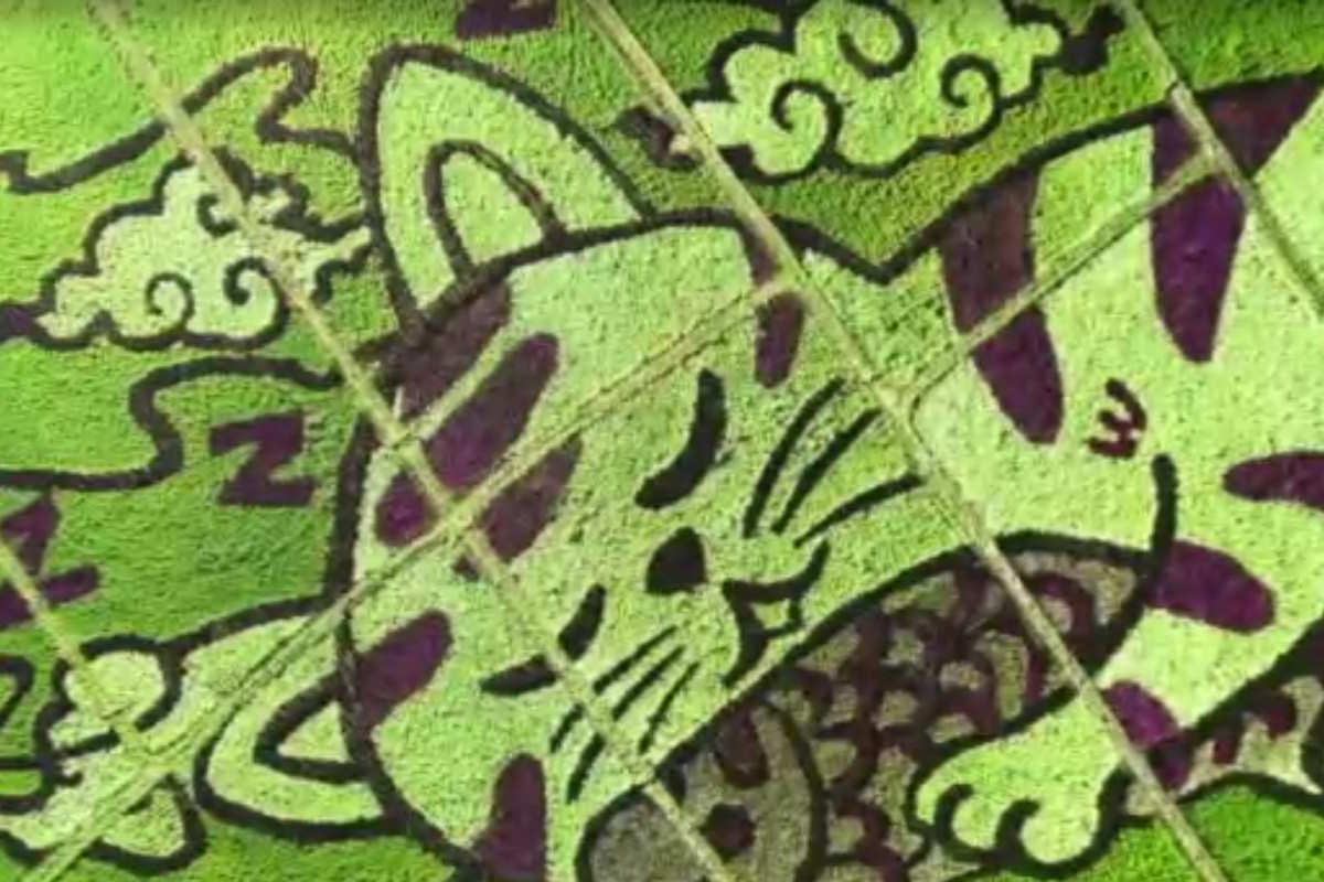 Questo agricoltore thailandese ha trasformato le sue risaie in giganteschi gatti, vere e proprie opere d’arte 1 risaie gatto.jpg