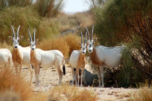 scimitar horned oryx m.jpg