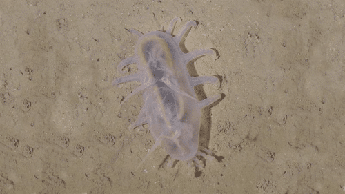 sea pig m.png