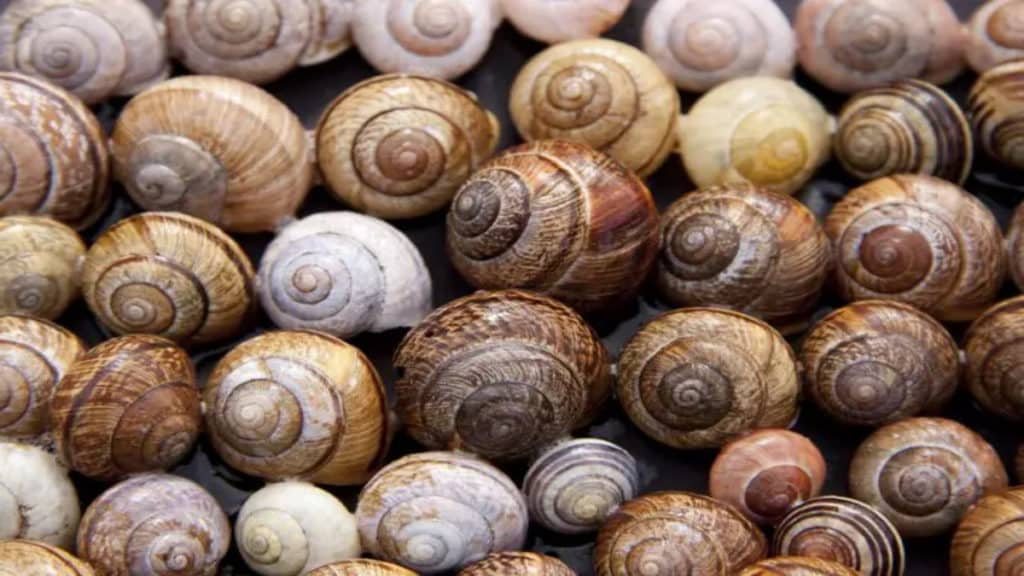 snails 720x480.jpg 1.jpg