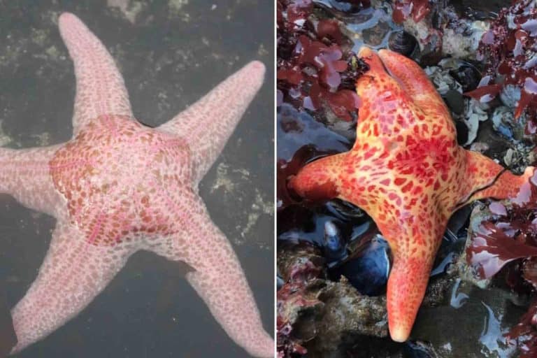 stelle marine.jpg