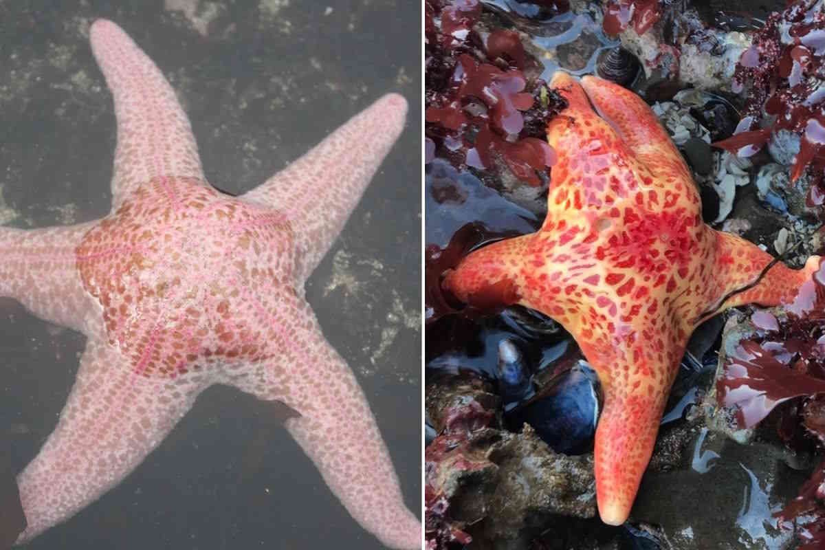 AAA, cercasi volontari per osservare le stelle marine in California 1 stelle marine.jpg