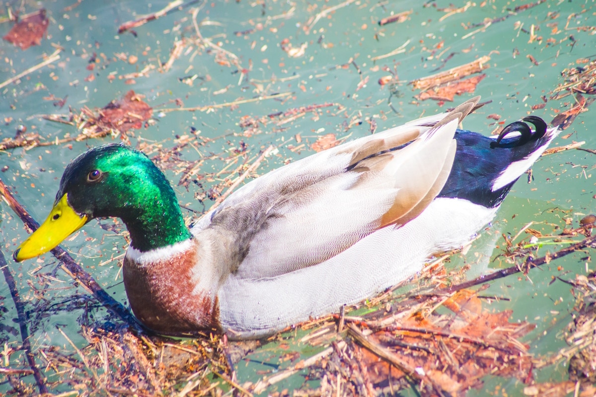 Stop alla caccia di molte specie di uccelli in Veneto, il TAR anticipa la chiusura della stagione venatoria 1 stop caccia uccelli veneto.jpg
