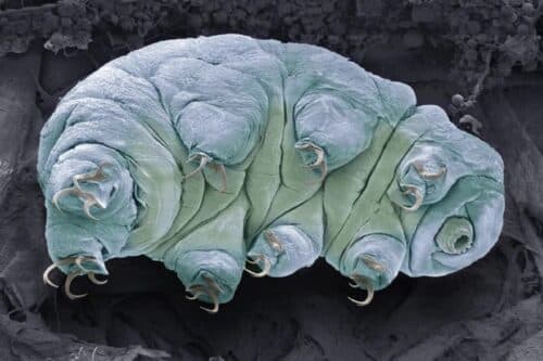 tardigrade 500x333.jpg