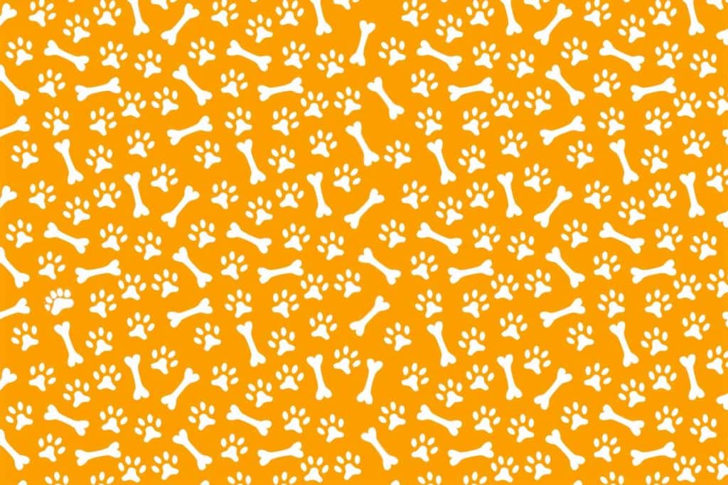 test cani.jpg