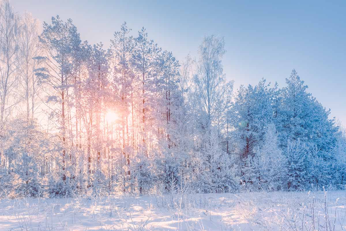 Test personalità: dicembre, gennaio o febbraio? Il mese invernale che preferisci rivela chi sei 1 test mesi invernali.jpg