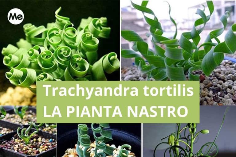 trachyandra TORTILIS.jpg