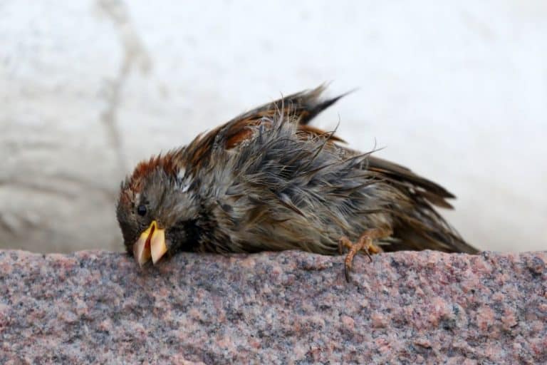 uccello morto 1.jpg