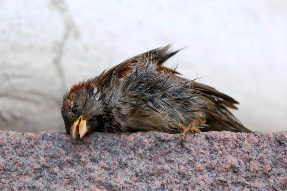 uccello morto 1.jpg