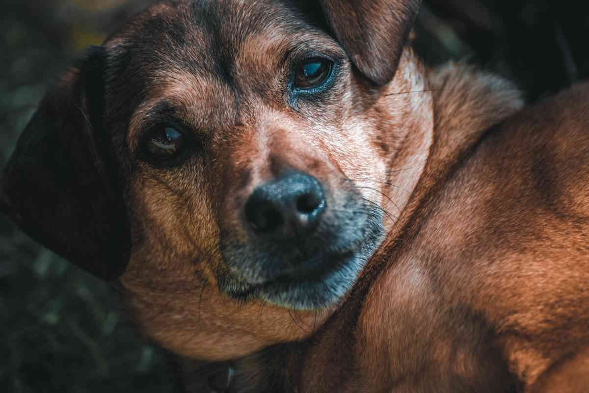 Ladri si introducono in casa e uccidono a calci il cane, orrore nel Bresciano 1 177073865 m normal none.jpg