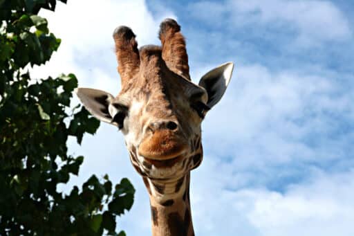 “Giraffa Benito salvata dal freddo in Messico: trasferimento in parco di conservazione” 4 22Giraffa Benito salvata dal fr 512x341.jpg