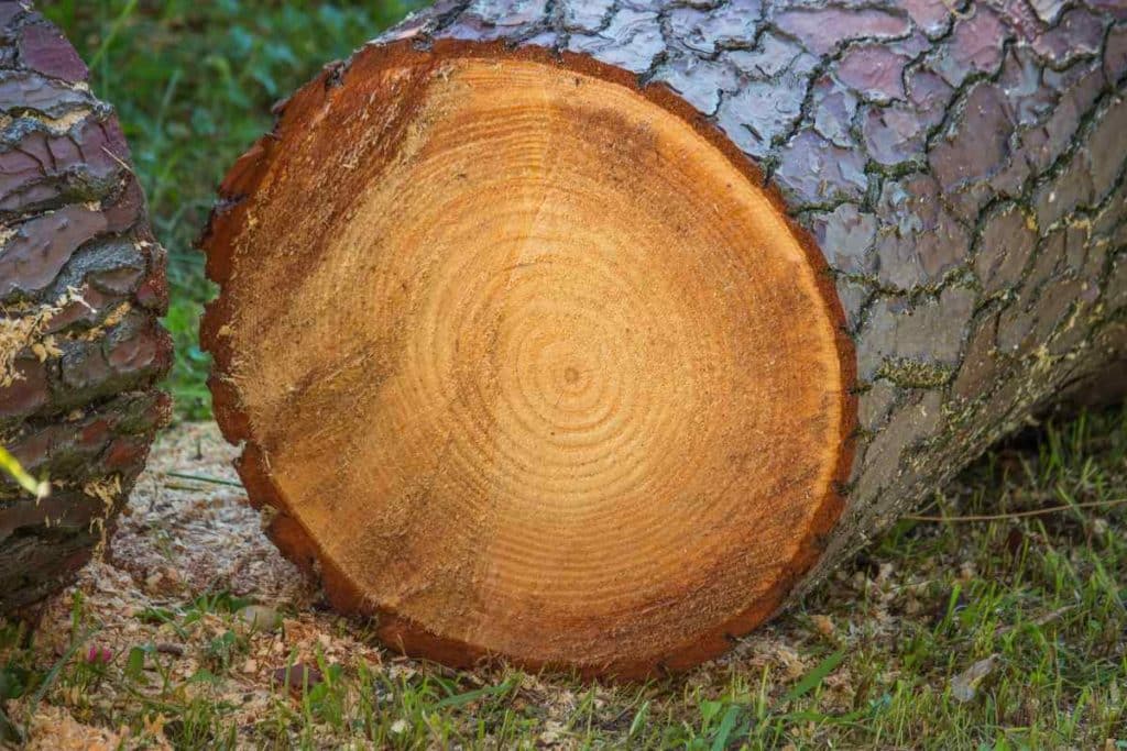 Anelli alberi.jpg