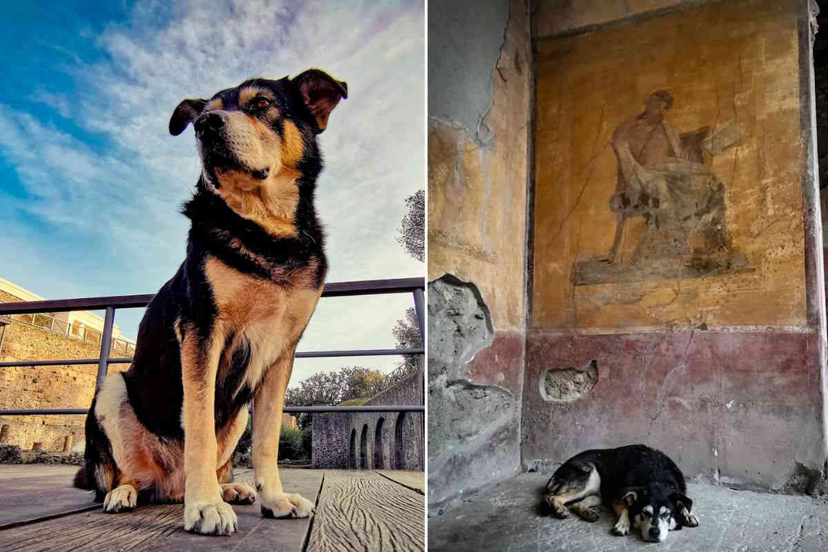 Buon ponte Argo, morto l’ultimo cane custode di Pompei che accompagnava guide e turisti 1 Argo Pompei.jpg