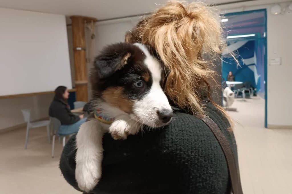 Cane a scuola.jpg