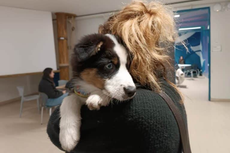 Cane a scuola.jpg